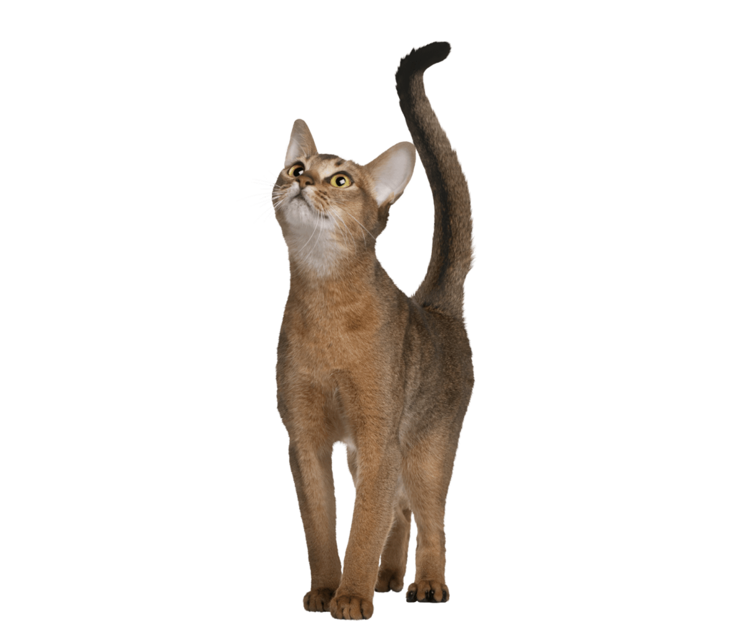 Preguntas frecuentes sobre el PIF