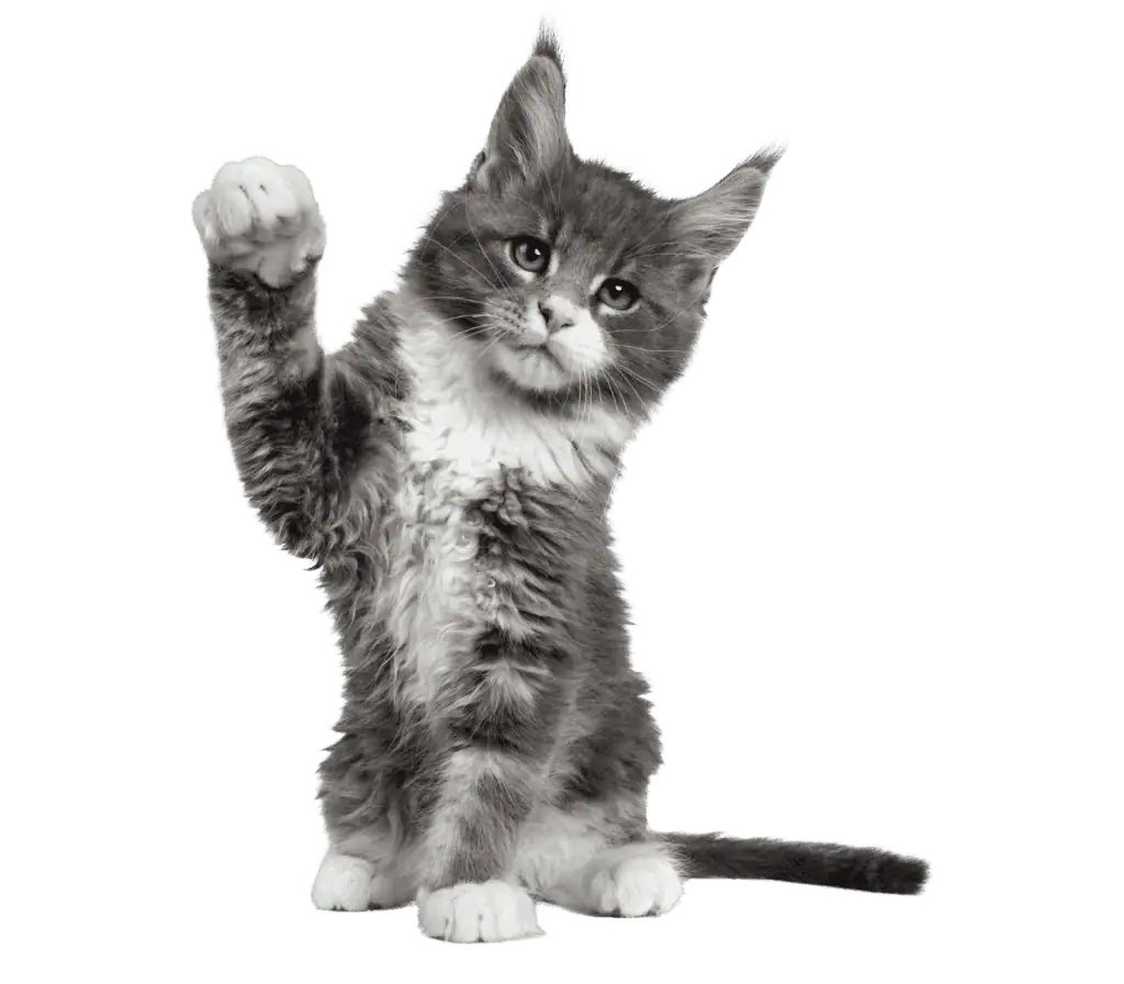 ¿Tu gato tiene PIF y necesitas ayuda?