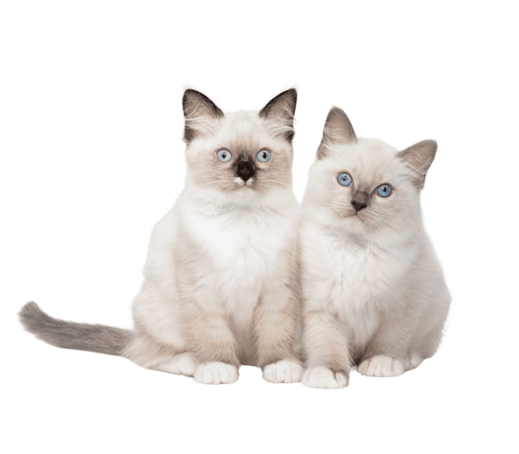 Ayuda con el diagnostico del PIF