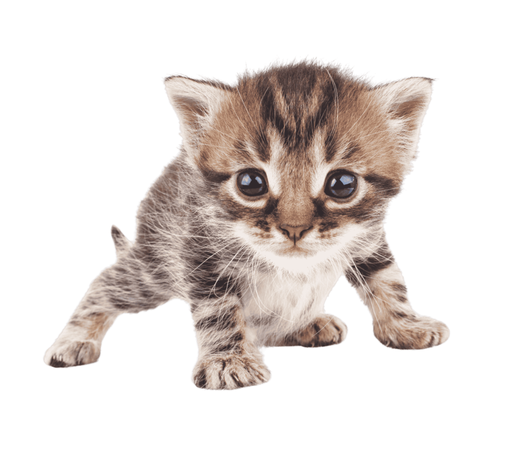 Como es el tratamiento con GS 441524