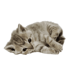 Cuidados durante le tratamiento contra el PIF