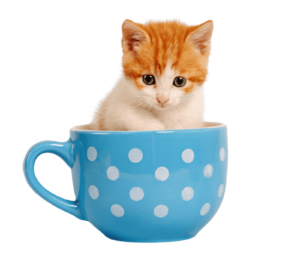 Dosificacion del tratamiento contra el PIF