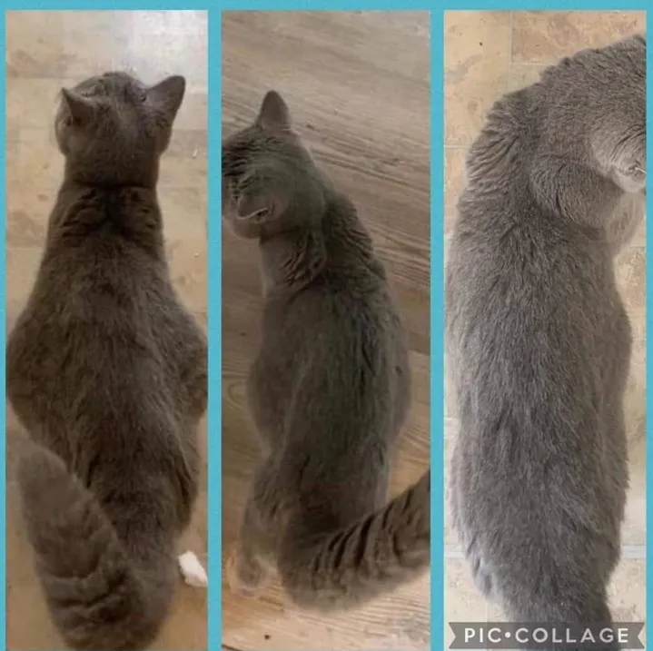 Ejemplo de PIF humedo abdominal