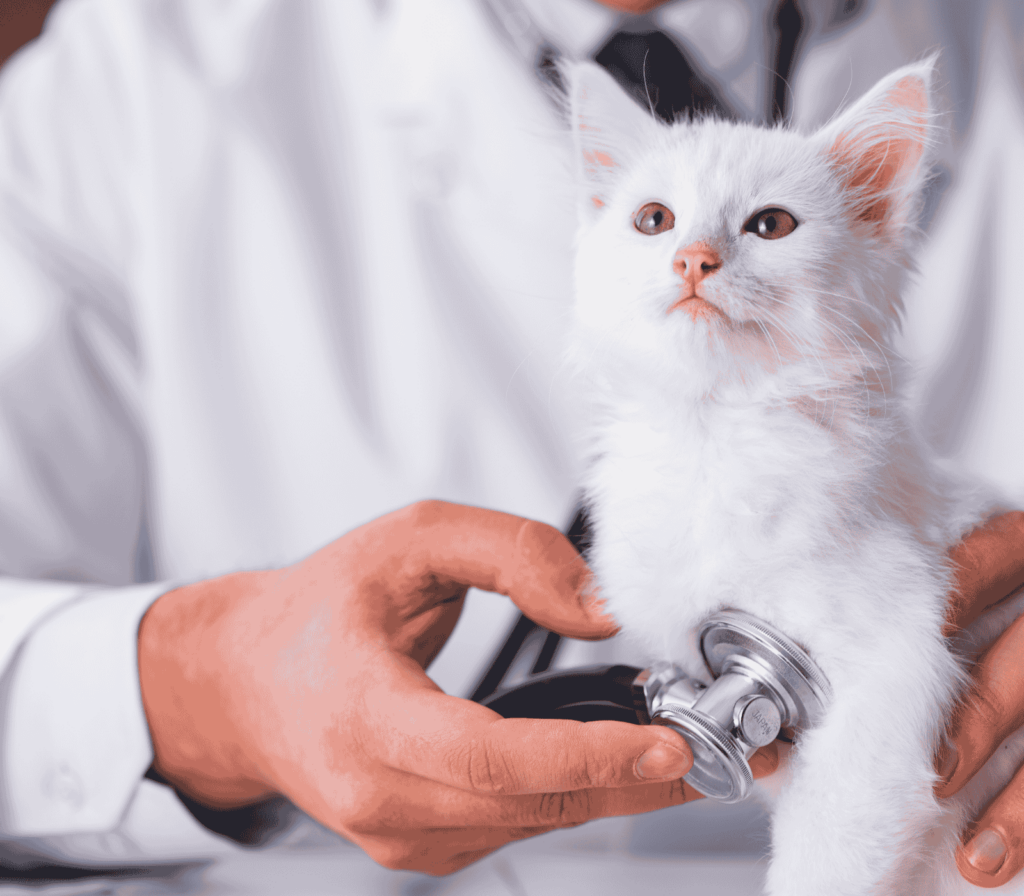 Estudios veterinarios sobre el PIF