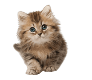 Finalizacion del tratamiento del PIF