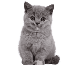 Respuesta a tratamiento contra el PIF