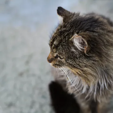 Viales Pastillas Lanzi