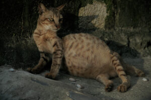 PIF húmedo, pleural