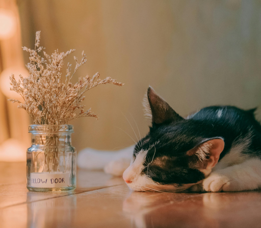 Como se diagnostica el PIF