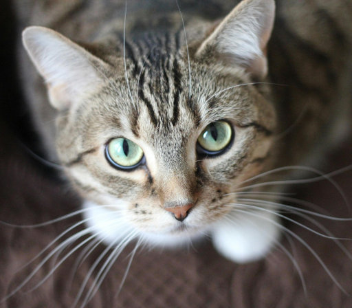 Casos de estudios sobre el PIF