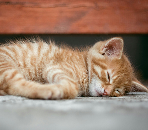 Qué marcas desarrollan tratamientos contra el PIF