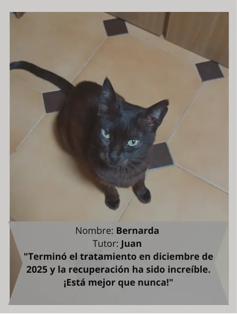 Bernarda, gata preta curada de PIF seca com GS-441524, sentada no chão, saudável e ativa