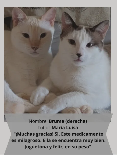 Bruma, gata creme curada de PIF com GS-441524, junto da sua amiga, as duas saudáveis e felizes