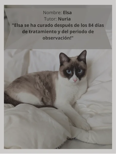 Elsa, gata siamesa curada de PIF húmeda con GS-441524, tumbada en ropa blanca, sana y relajada